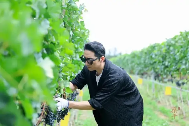 守天地拙·凝时光韵长城桑干酒庄采收节(图12)