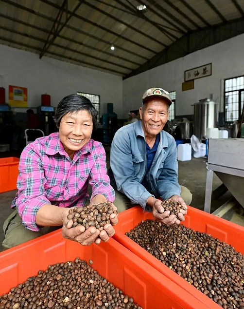 机器轰鸣茶香扑鼻！福清一都油茶迎来收获季！(图1)